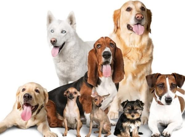 Encuentra tu perro ideal según tu personalidad 1 encuentra tu perro ideal segun tu personalidad