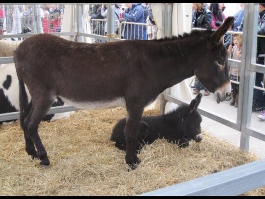 Entendiendo la distinción: mulo vs. burro: todo lo que necesitas saber 2 entendiendo la distincion mulo vs burro todo lo que necesitas saber88