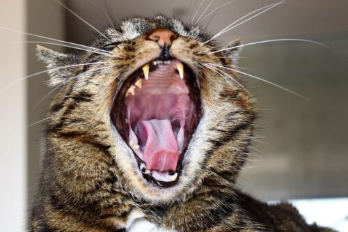 estomatitis felina68