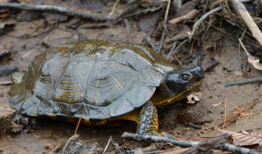 Explora la diversidad de animales en la estepa y pradera 1 explora la diversidad de animales en la estepa y pradera
