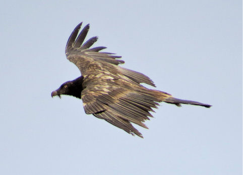 El enfrentamiento de titanes: &aacute;guila real vs &aacute;guila imperial, &iquest;qui&eacute;n se lleva la corona?
