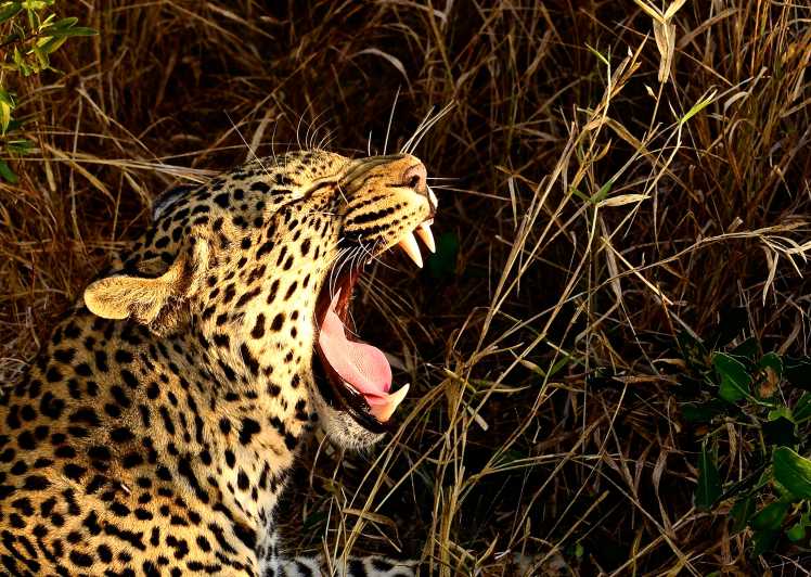 explora la fascinante diversidad de gatos salvajes conoce los diferentes tipos