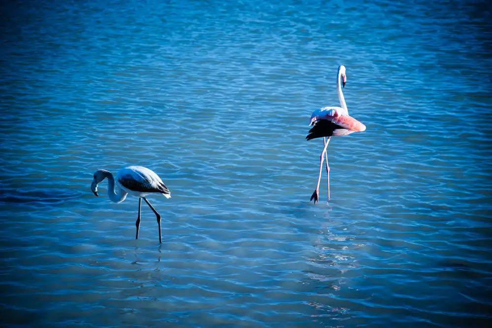 Explora la fascinante fauna del Mediterráneo: una joya natural 1 explora la fascinante fauna del mediterraneo una joya natural