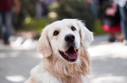 Consejos esenciales para adquirir un Golden Retriever de manera responsable