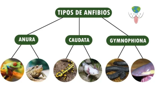 Explorando las fascinantes semejanzas entre anfibios y reptiles 1 explorando las fascinantes semejanzas entre anfibios y reptiles69