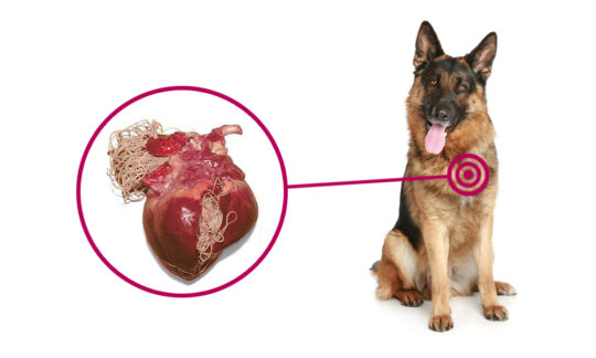 Filaria en perros: Todo lo que debes saber sobre esta enfermedad 1 filaria en perros todo lo que debes saber sobre esta enfermedad2