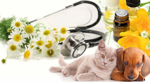 Beneficios de las Flores de Bach para Gatos