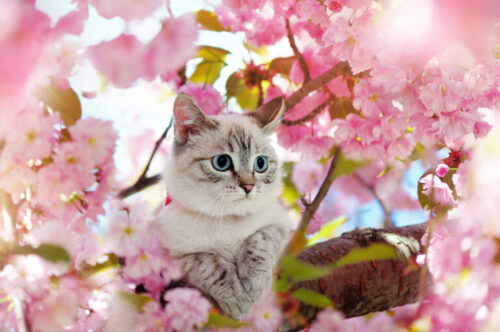 flor de bach gatos86