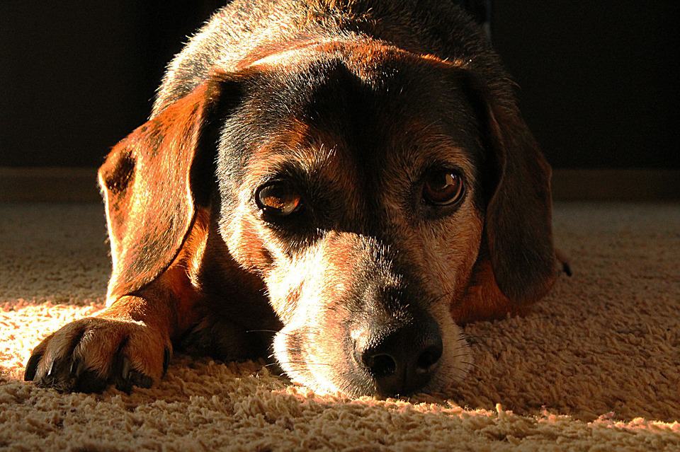 fracturas en perros causas sintomas y tratamiento 1