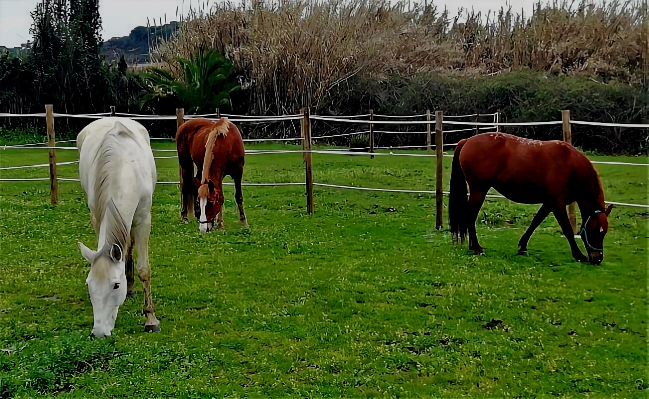 frases de caballos cortas inspiracion equina en pocas palabras