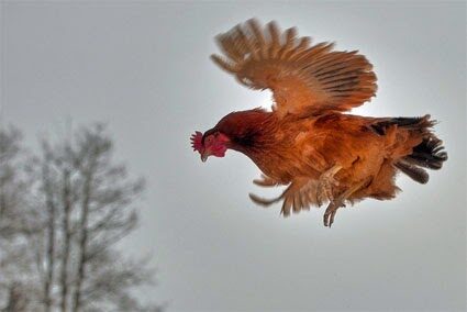 Gallina que Vuela: Mitos y Realidades 3 gallina volando41