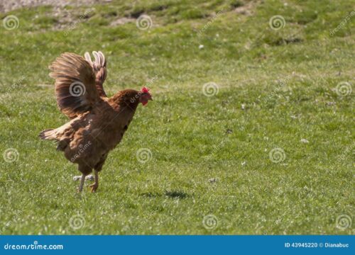 Gallina que Vuela: Mitos y Realidades 4 Explorando las características de vuelo en diferentes razas de gallinas