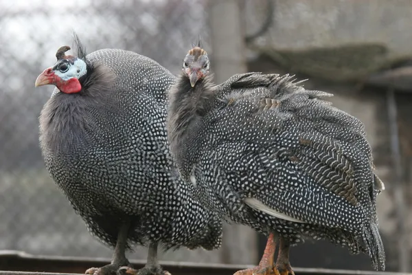 Gallo de Guinea: Todo lo que necesitas saber sobre esta ave exótica 1 gallo de guinea todo lo que necesitas saber sobre esta ave