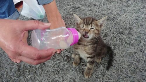 gatito bebiendo leche21