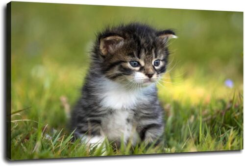 gato adorable74