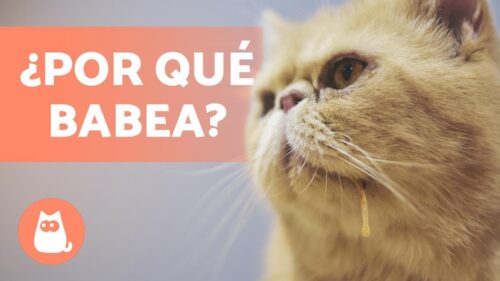 Qu&eacute; hacer si tu gato no quiere comer