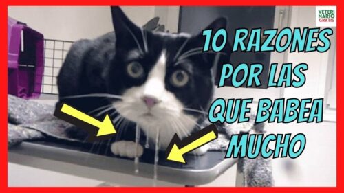 gato babeando80