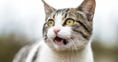 ¿Cómo puedo ayudar a mi gato si babea?