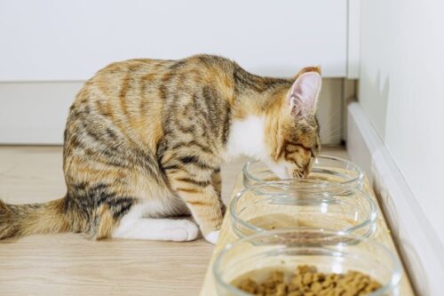 gato bebiendo agua63