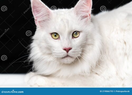 gato blanco de pelo largo25