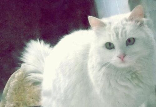 Razones para Amar a los Gatos Blancos de Pelo Largo