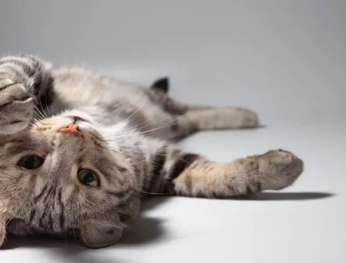 Explora las Ventajas Nutricionales y las Propiedades Únicas del Pienso True Origins Pure Kitten Poultry