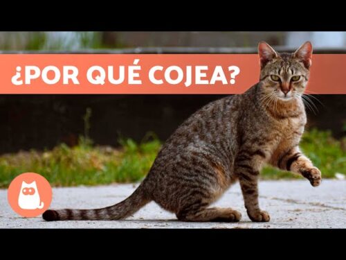gato cojeando16