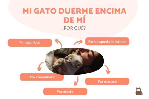 Fortaleciendo el vínculo a través del comportamiento nocturno