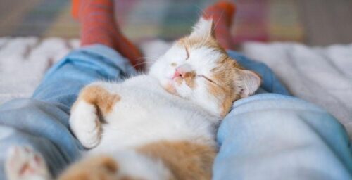 gato duerme encima de mi54