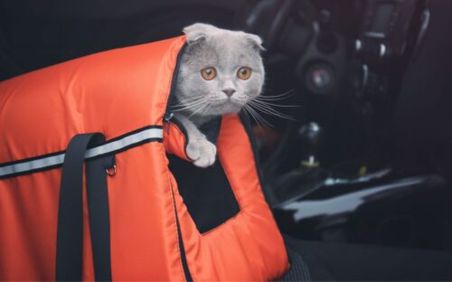 gato en coche51