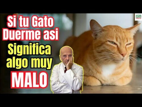 gato enfermo43