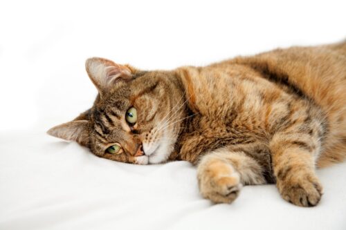 Señales sutiles que revelan el estado emocional de tu gato
