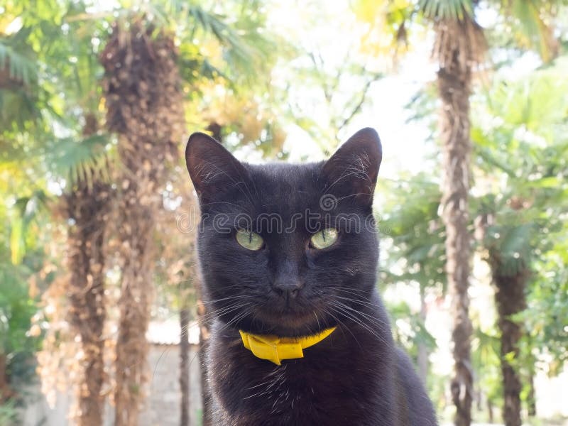 gato gris oscuro el elegante felino de la noche