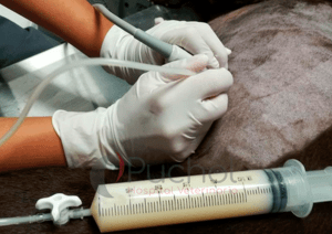 gato liquido pulmones76
