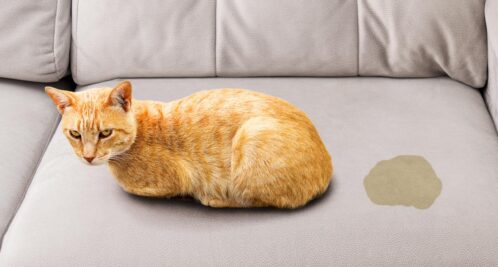 gato no orinar sofa58
