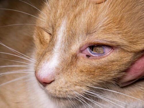gato ojo inflamacion21