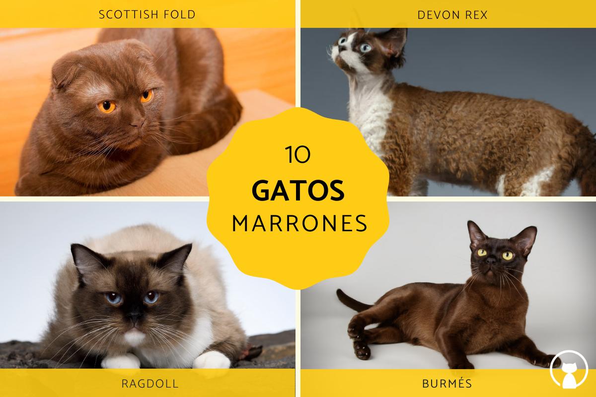 gato persa marron belleza felina en tonos calidos