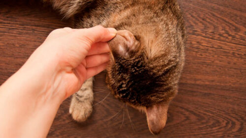 gato rascandose oreja43