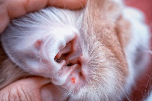 Qué hacer si tu gato se rasca las orejas