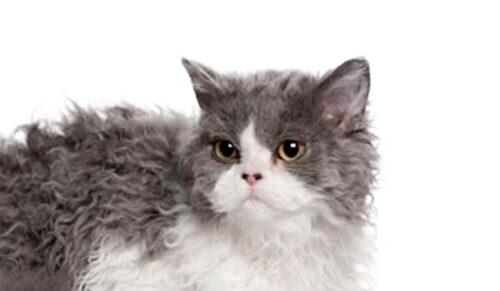 gato selkirk