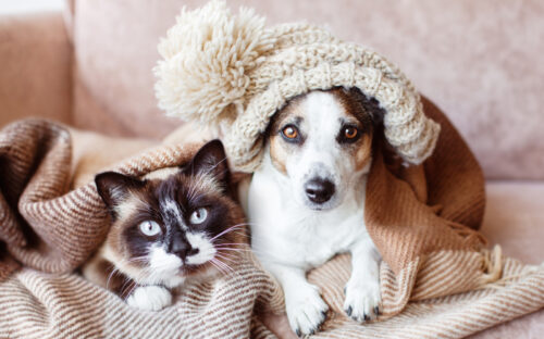 gatos abrigados15