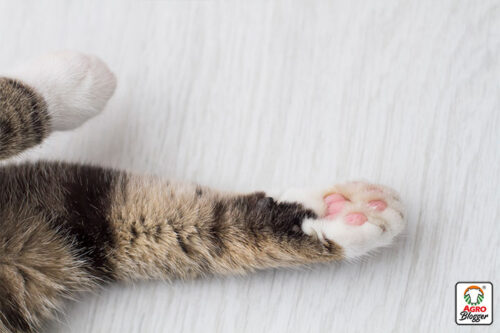 gatos amasan mantas60