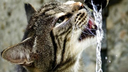 gatos bebiendo agua33
