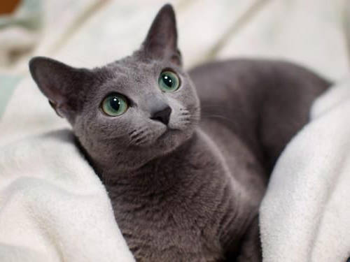 gatos de pelo gris belleza felina en tonos plateados