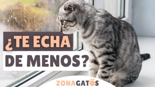 gatos echando de menos48
