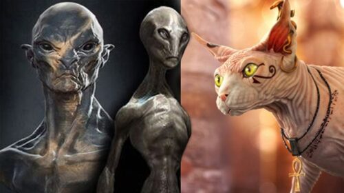 Argumentos a Favor de los Gatos