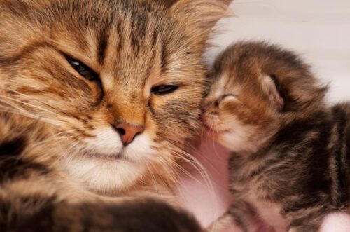 gatos recien nacidos abren ojos90
