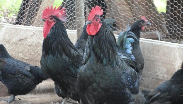 Gigante de Jersey: Todo sobre las gallinas más grandes del mundo 1 gigante de jersey todo sobre las gallinas mas grandes del mundo