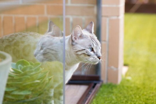 Guía completa: Cómo cerrar tu patio para gatos de manera efectiva 3 Consejos infalibles para mantener a los gatos alejados de tus plantas