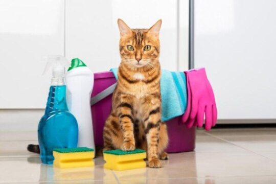 Guía completa: Cómo identificar y tratar la intoxicación en gatos 1 guia completa como identificar y tratar la intoxicacion en gatos70